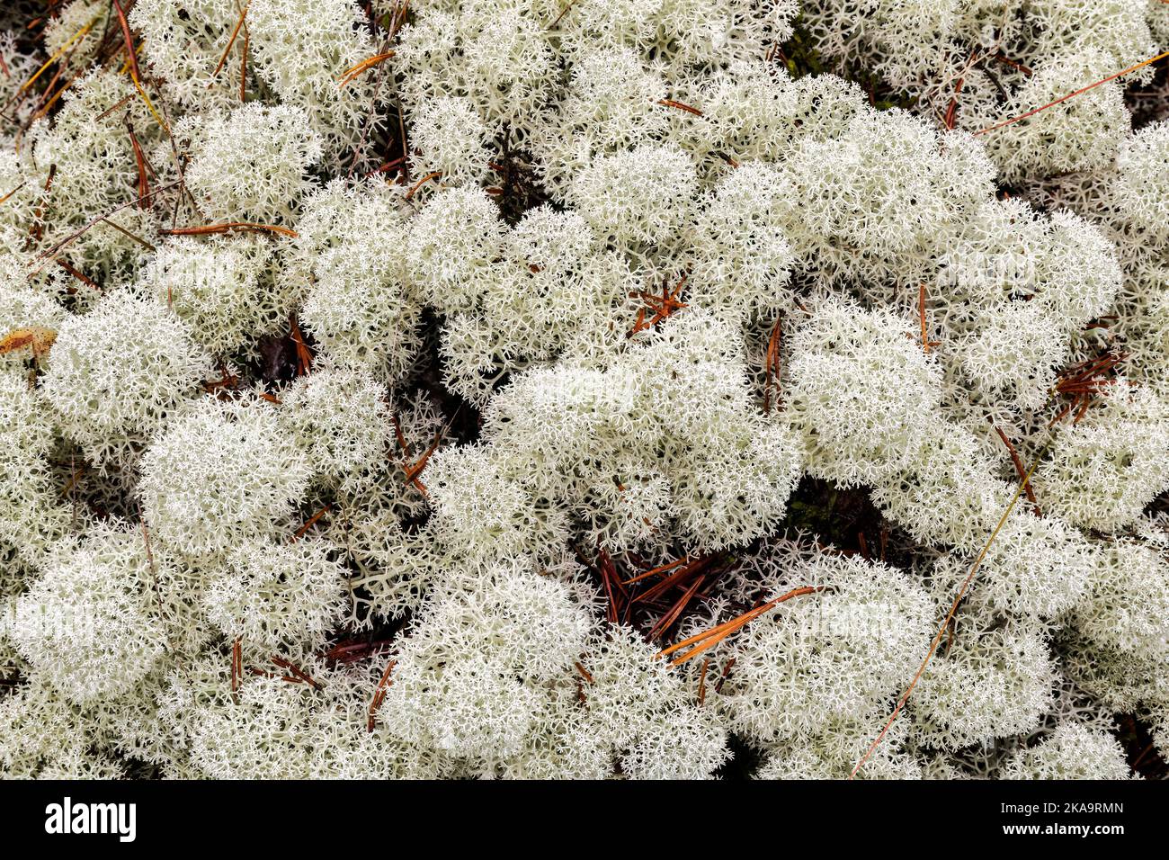 White star-tipped cup lichen (Cladonia stellaris) close up background Stock Photo