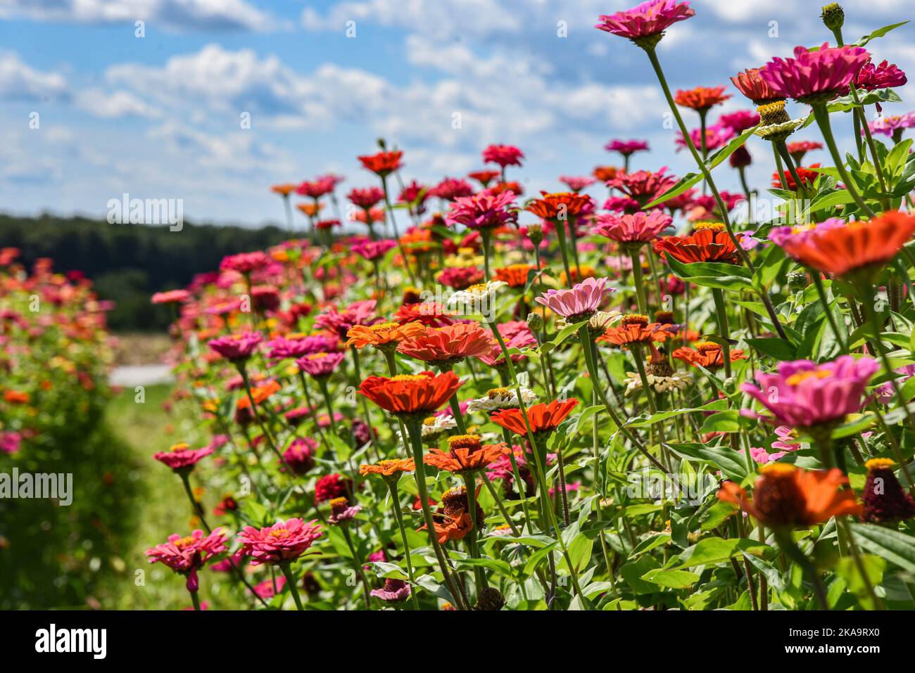 Spring Color Zinnia A close-up shot of beautiful colorful Common zinnia flowers grown in ...