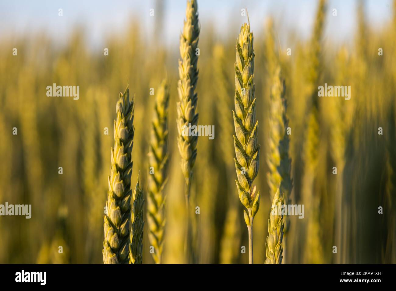 The concept of the world and European grain crisis as a consequence of