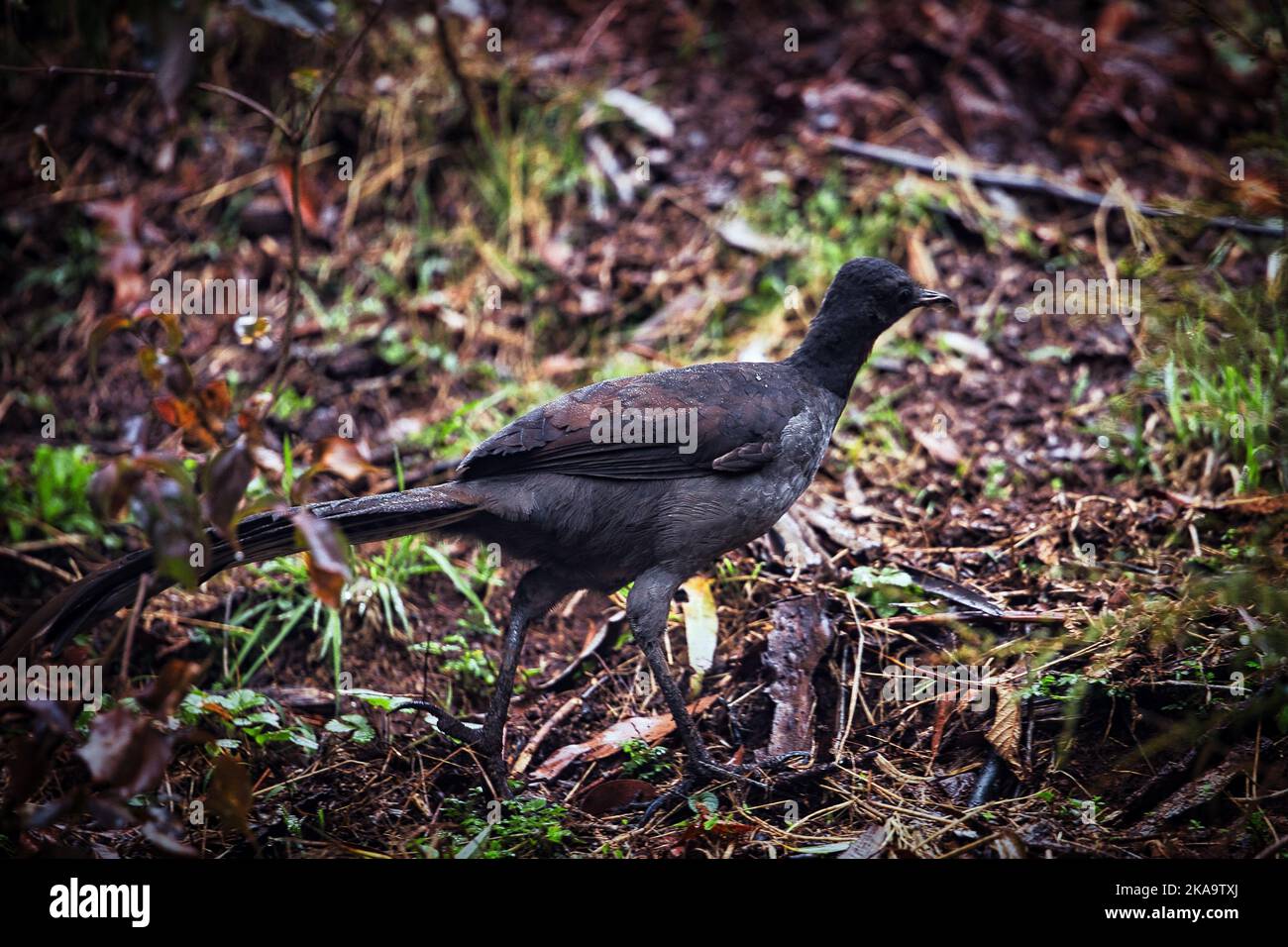 A selective of a lyrebird on the earth Stock Photo