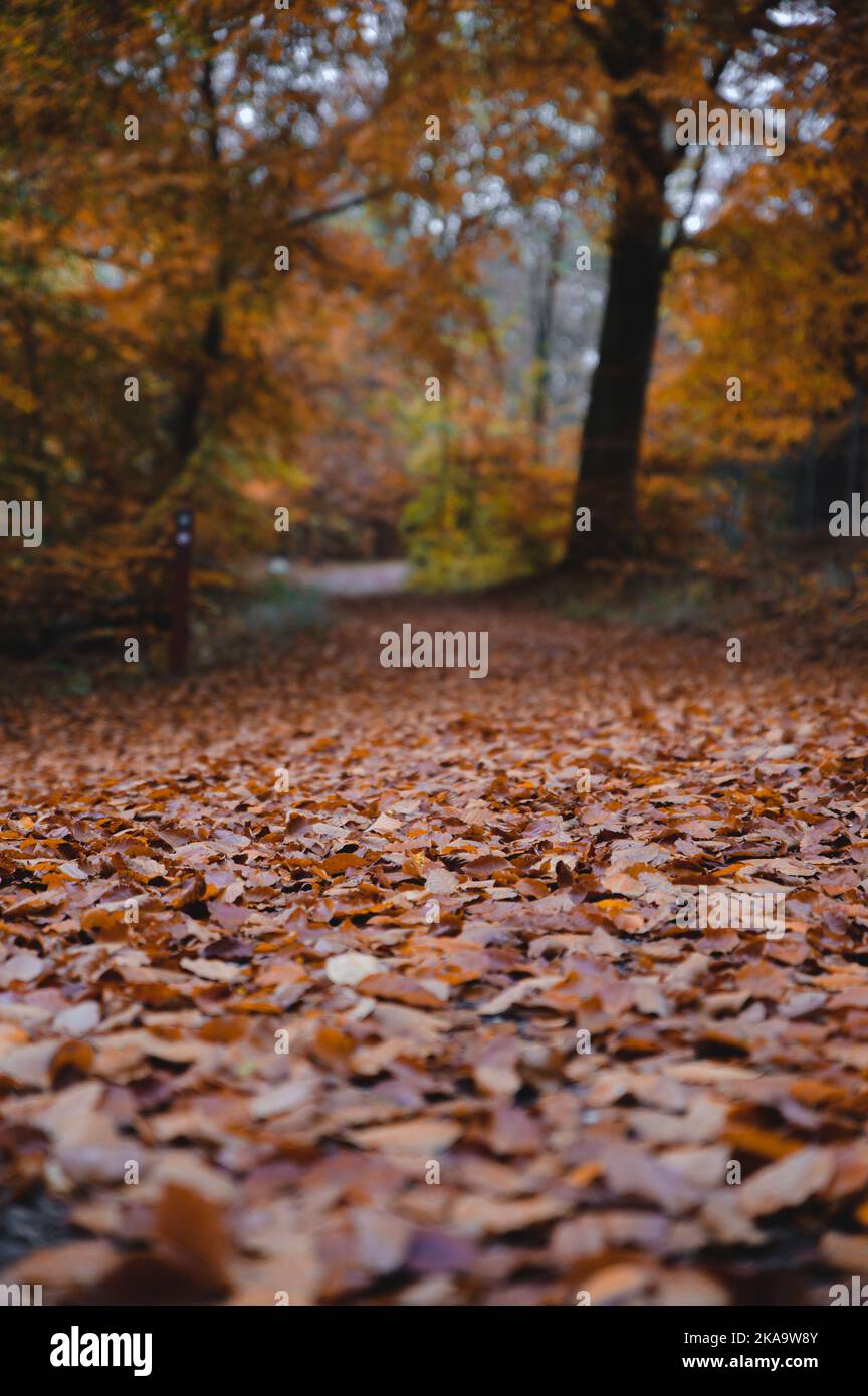 Vertical shot pathway park hi-res stock photography and images - Alamy
