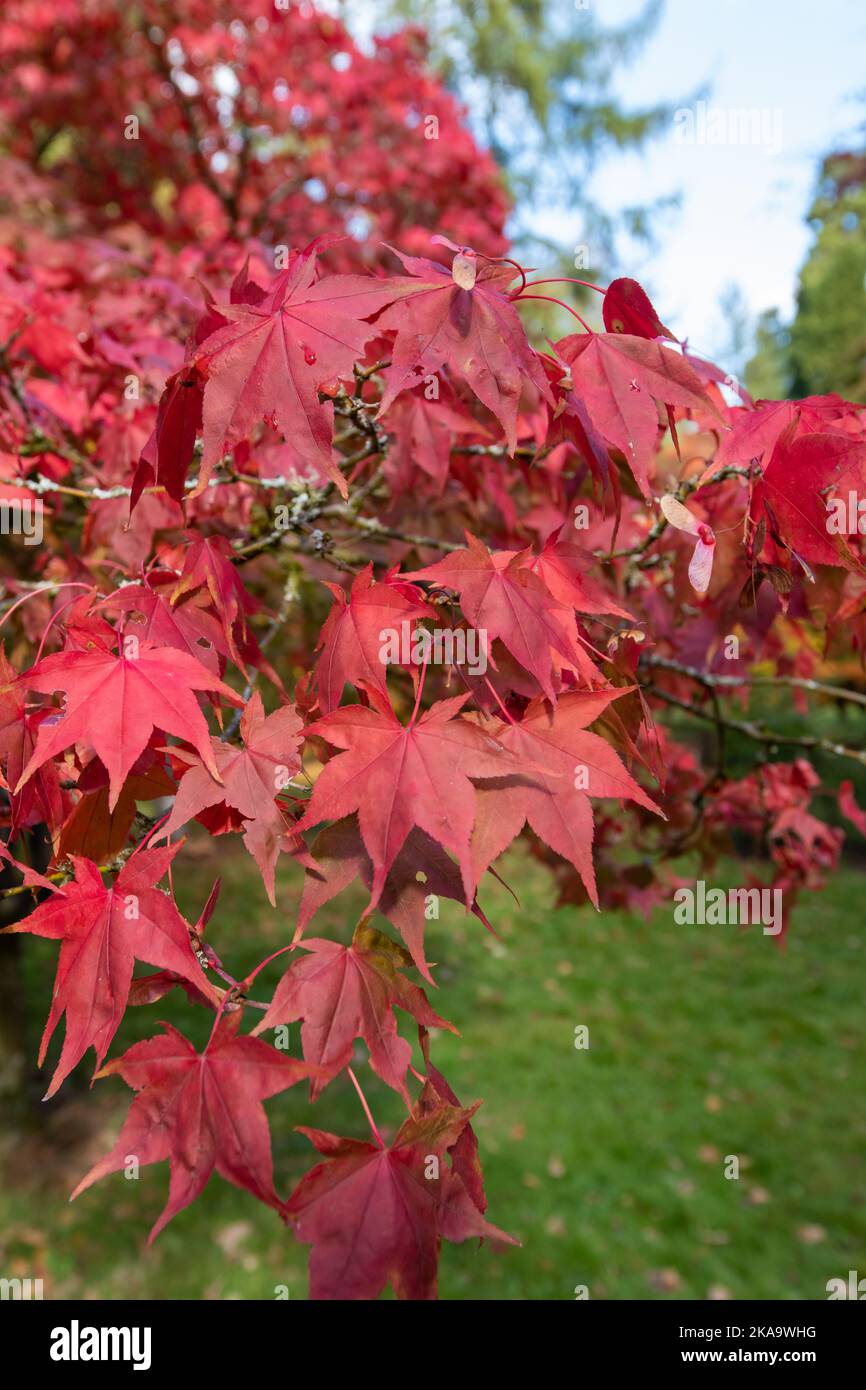 Close up of red leaves on a Japanese maple (acer palmatum) tree in