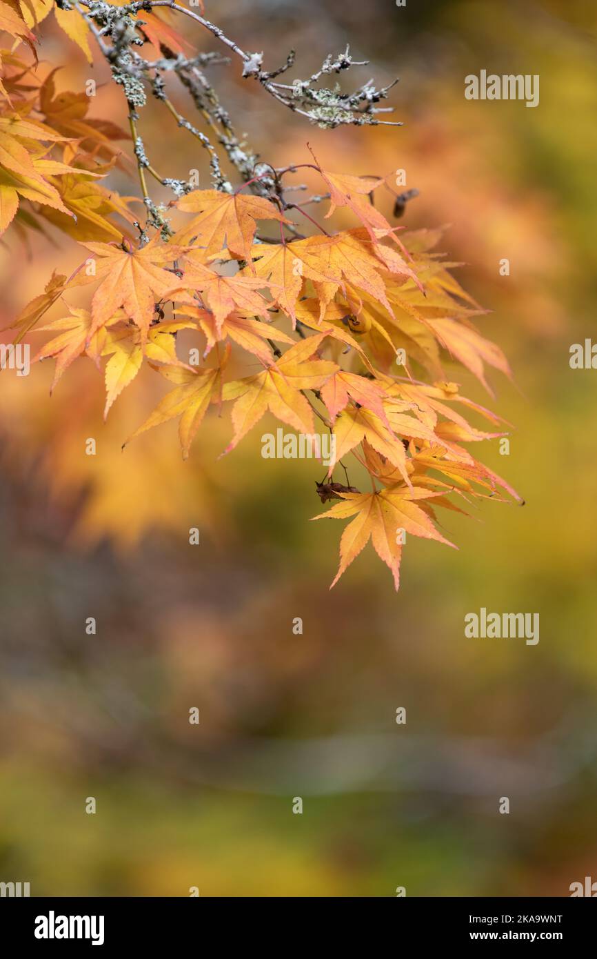 Close up of orange leaves on a Japanese maple (acer palmatum) tree in ...