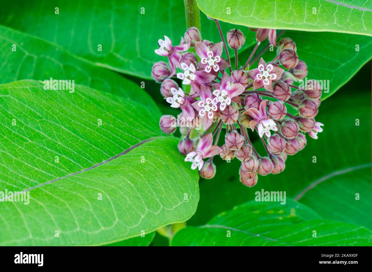 A Milkweed bloom is surrounded by it's leaves at Grand View LandTrust Park, Ellison Bay, Door County, Wisconsin Stock Photo