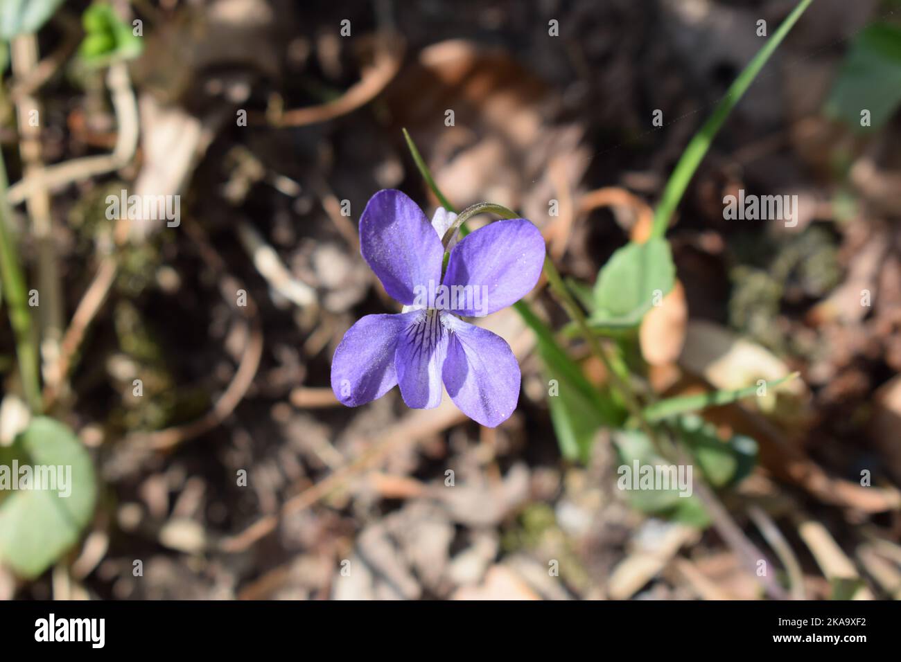 A closeup shot of a blooming purple viola rupestris flower Stock Photo