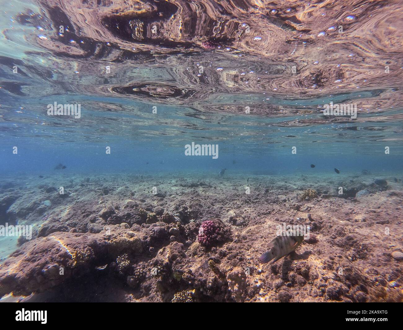 Close up view of tropical big broomtail wrasse known as Cheilinus ...