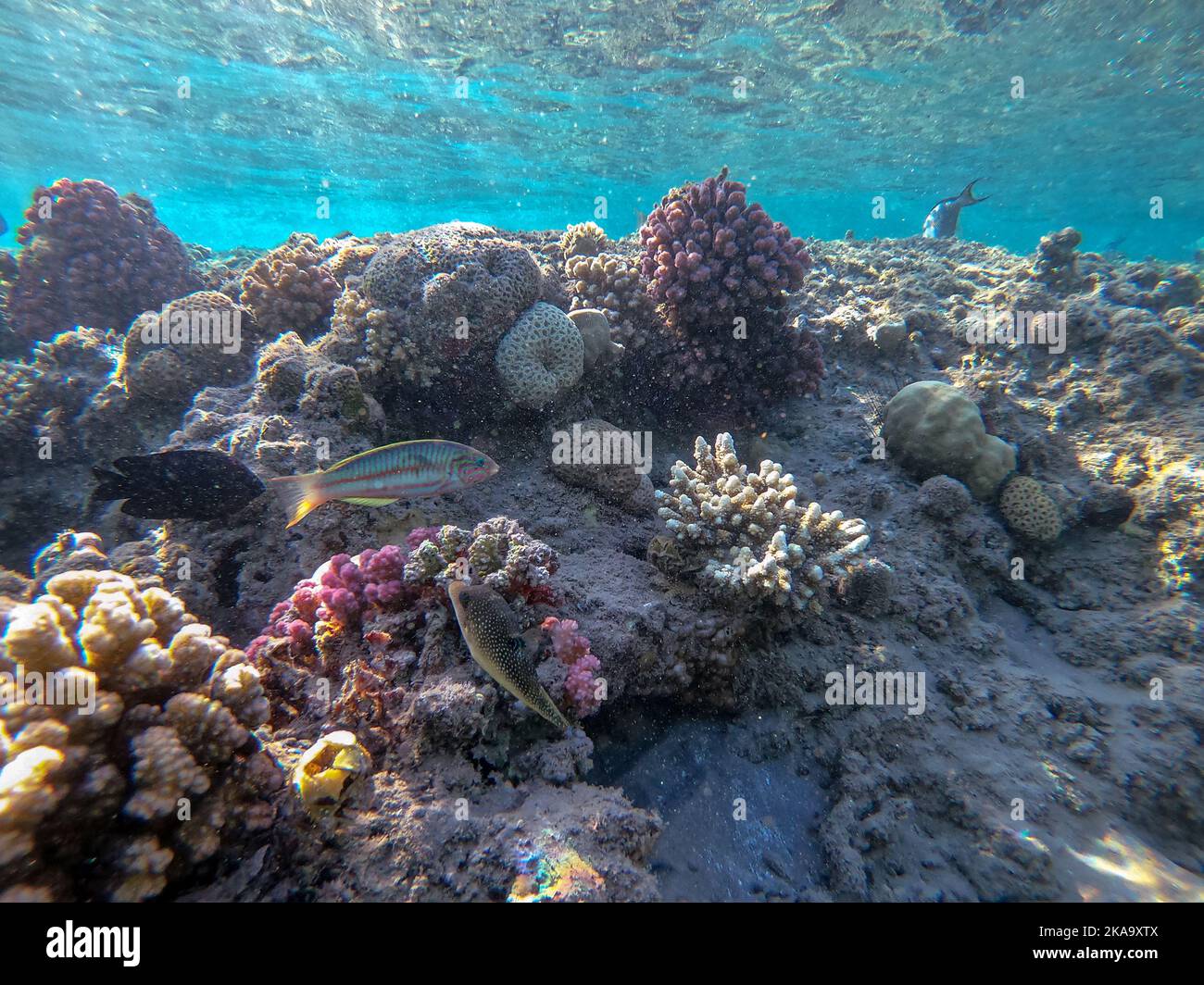 Underwater panoramic view of coral reef with tropical fish, seaweeds and corals at the Red Sea, Egypt. Stylophora pistillata, Lobophyllia hemprichii, Stock Photo
