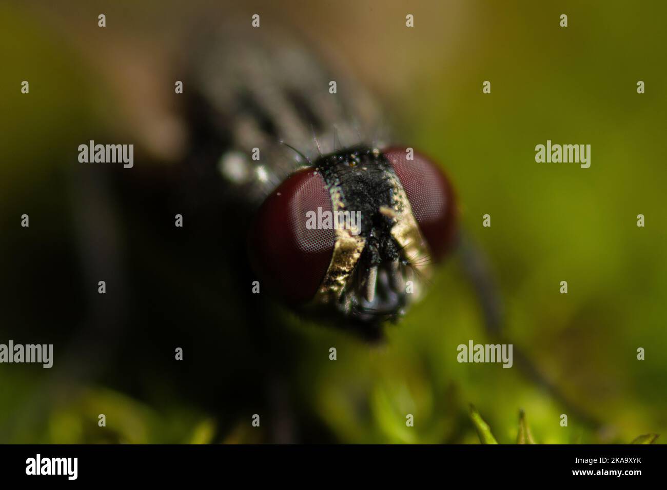 A macro shot of a fly with a green background Stock Photo - Alamy