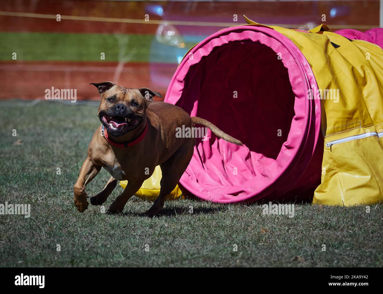 Many obstacles on a dog agility field . Dogs moving quickly from one