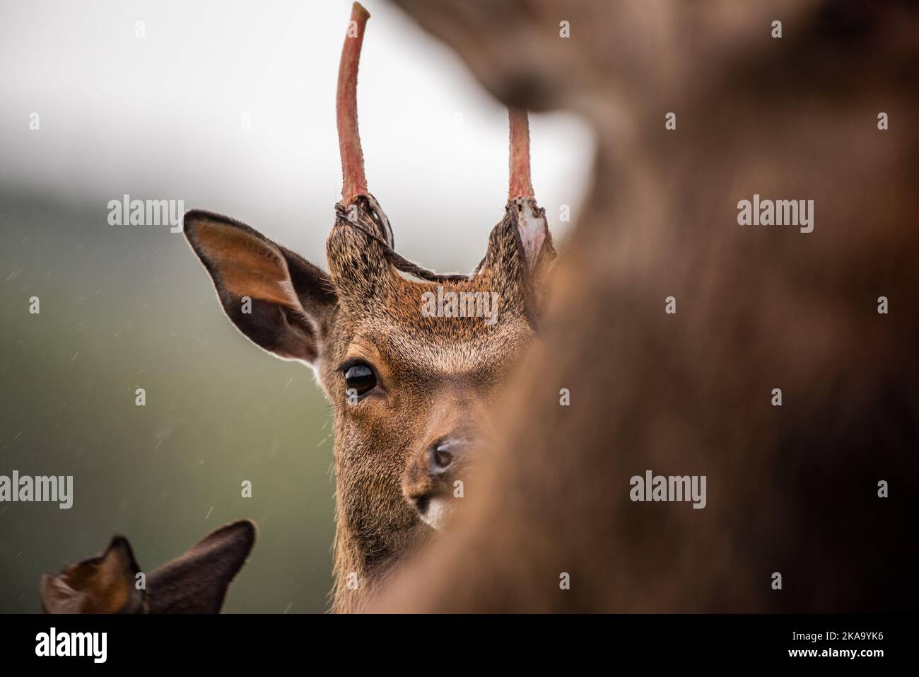 Young sika deer half-face portrait Stock Photo