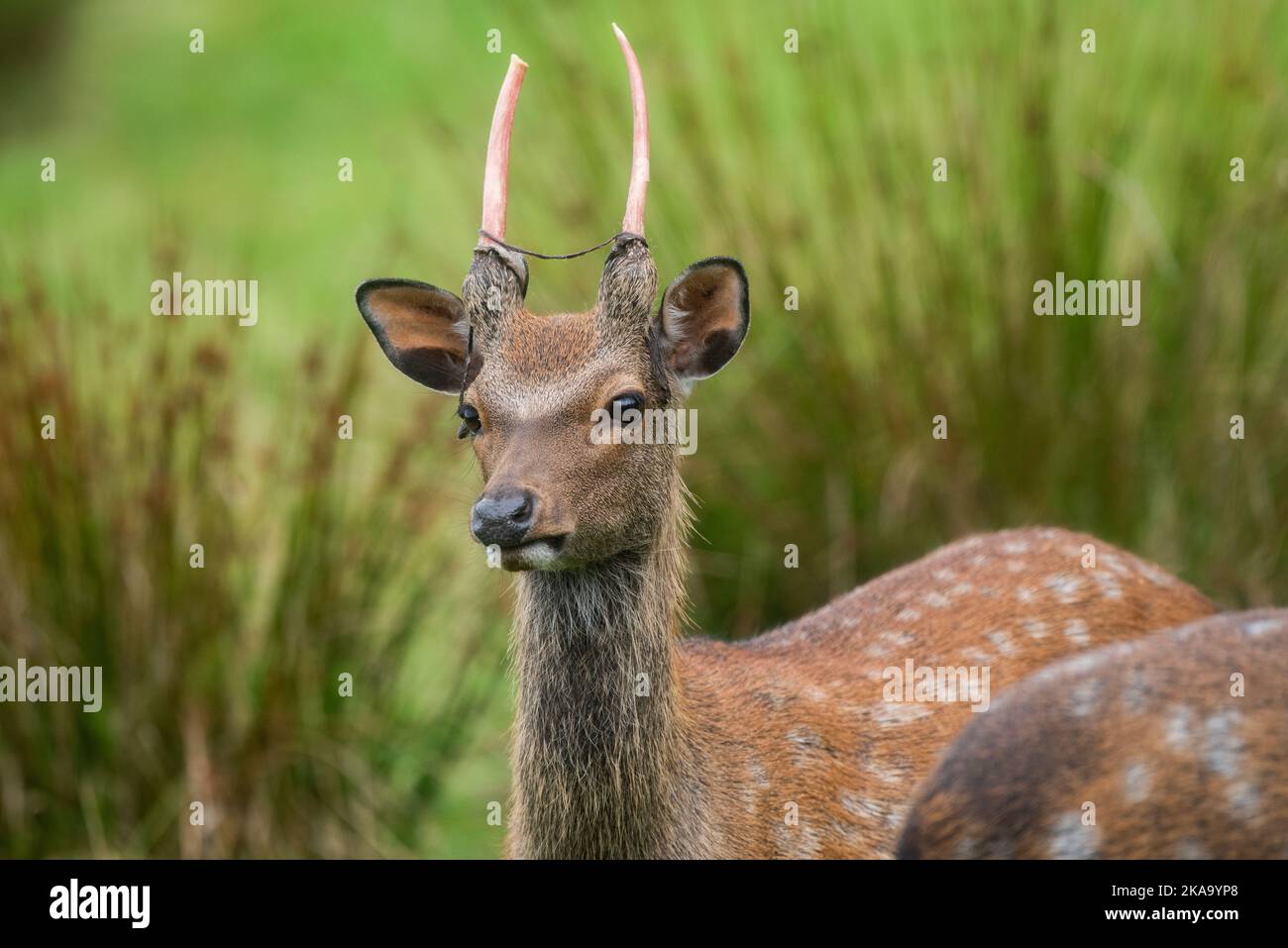 Young male sika deer buck Stock Photo