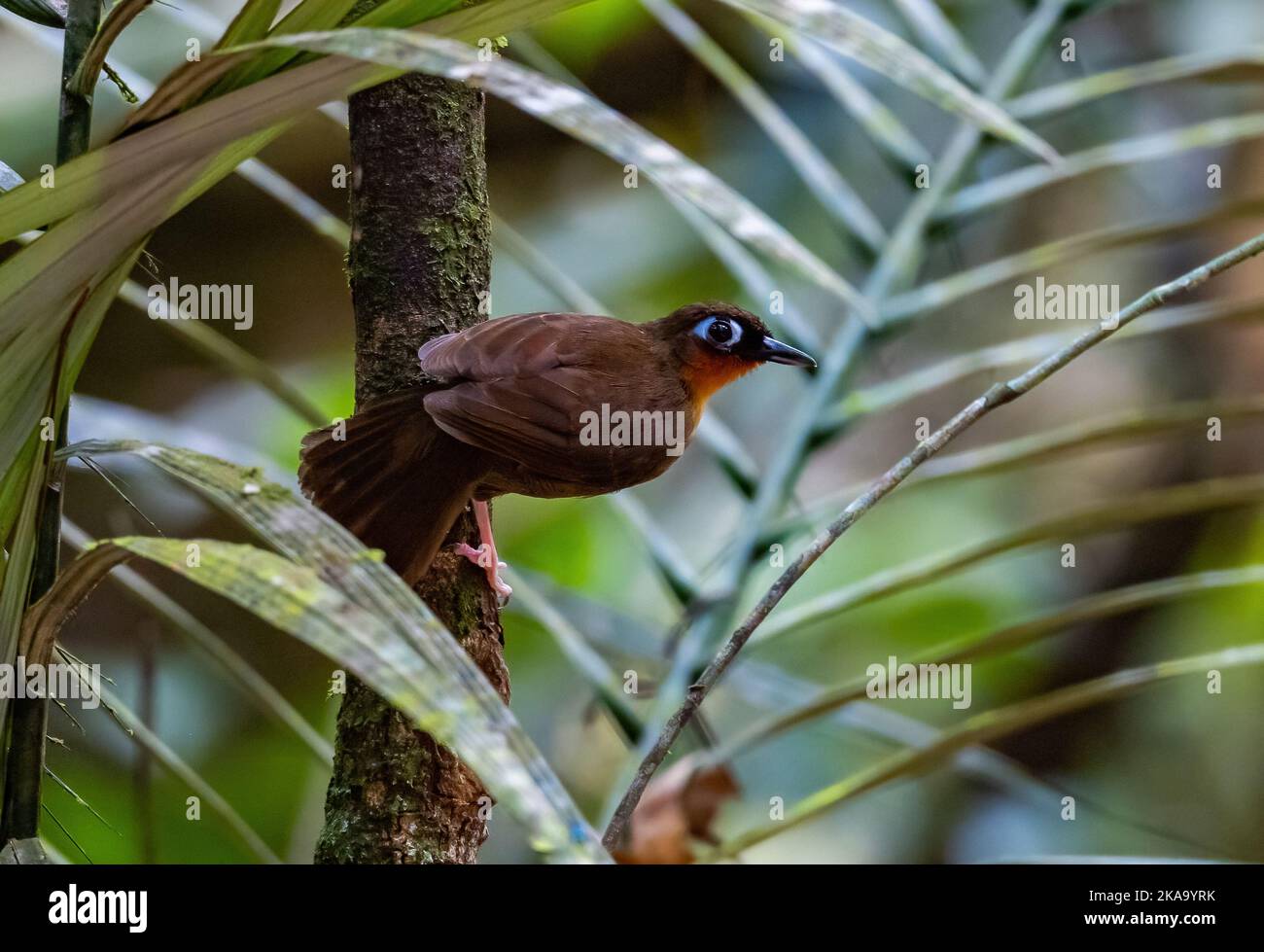 A Rufous-throated Antbird (Gymnopithys rufigula) perched on a branch. Manaus, Amazonas State, Brazil. Stock Photo