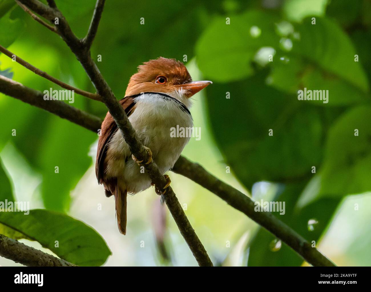 A Collared Puffbird (Bucco capensis) perched on a branch. Amazonia National Park, Pará State, Brazil. Stock Photo