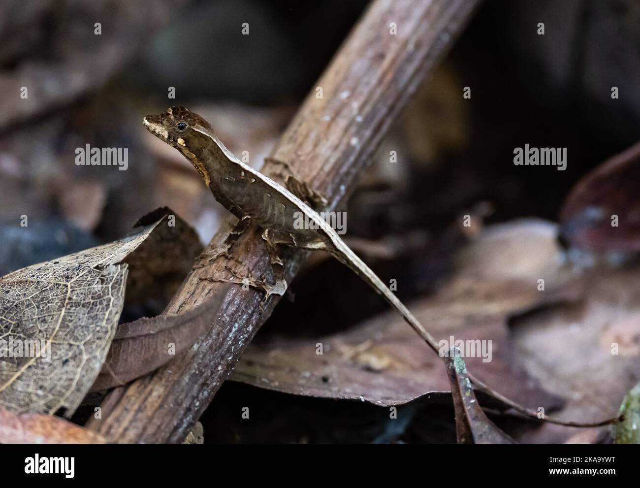An dark Anole (Anolis sp) in tropical forest. Amazonia National Park, Pará State, Brazil. Stock Photo