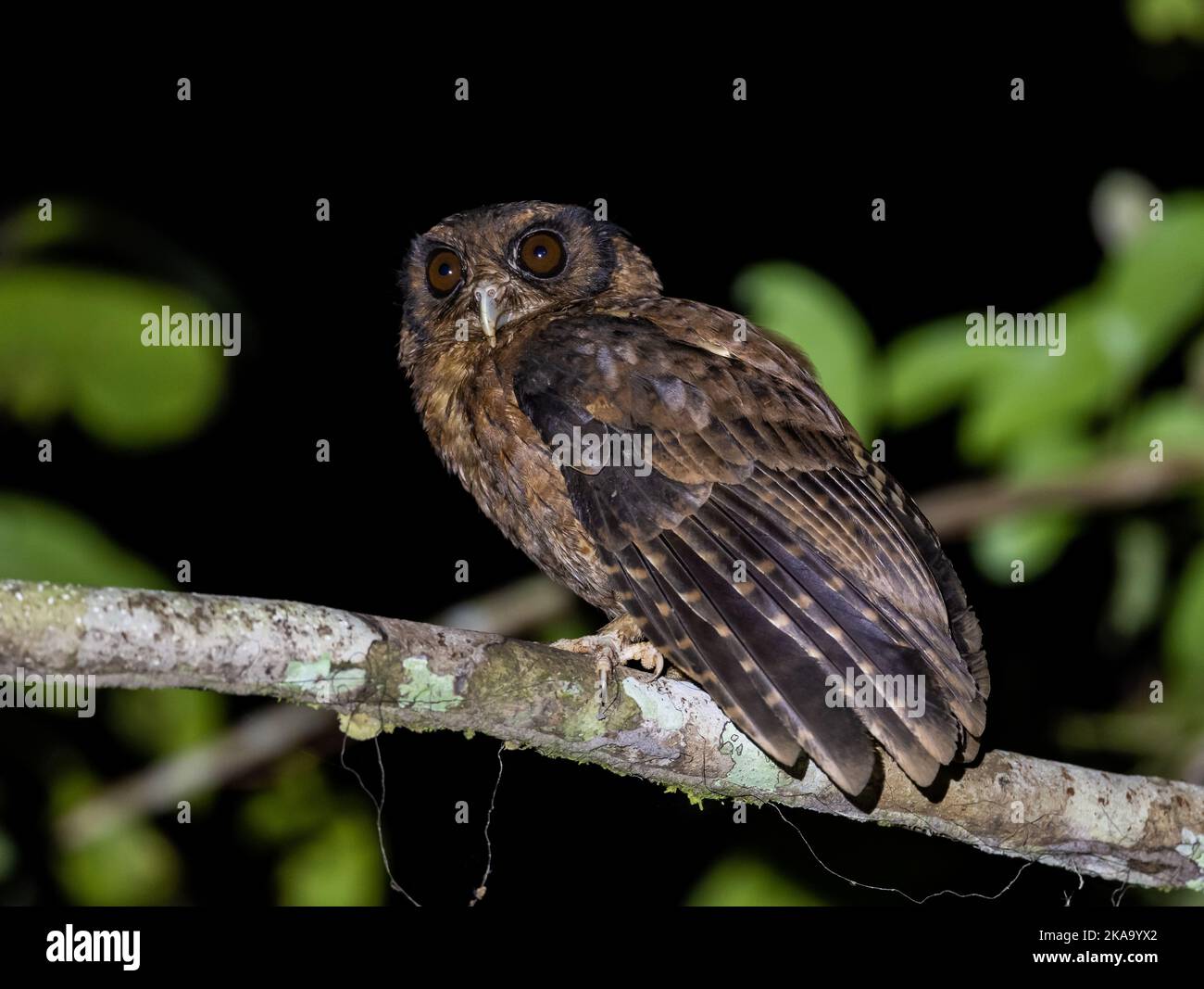 A Tawny-bellied Screech-Owl (Megascops watsonii) perched on a branch at night. Amazonia National Park, Pará State, Brazil. Stock Photo