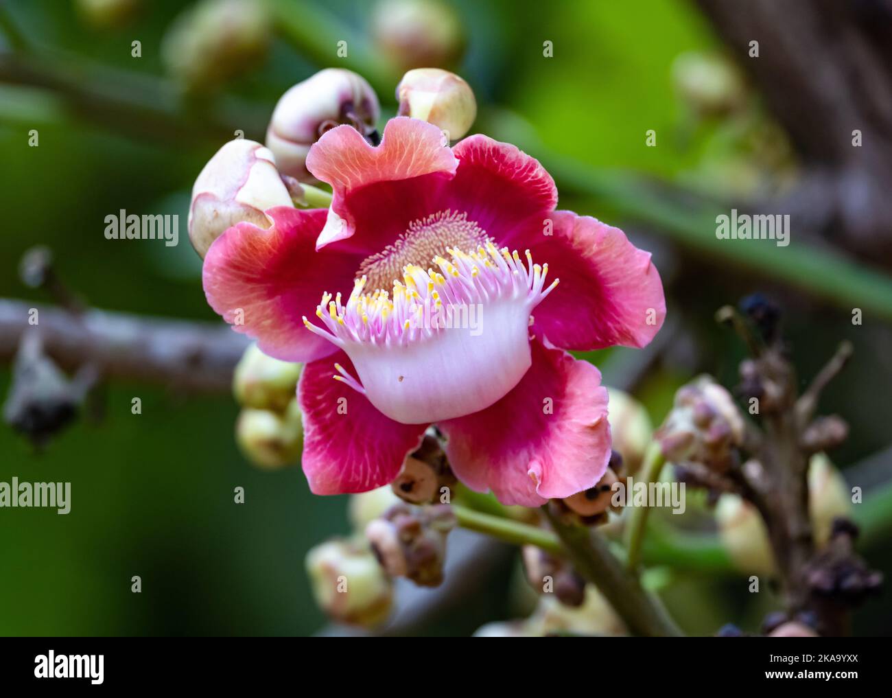 Colorful flowers of Cannonball tree (Couroupita guianensis). Roraima State, Brazil. Stock Photo