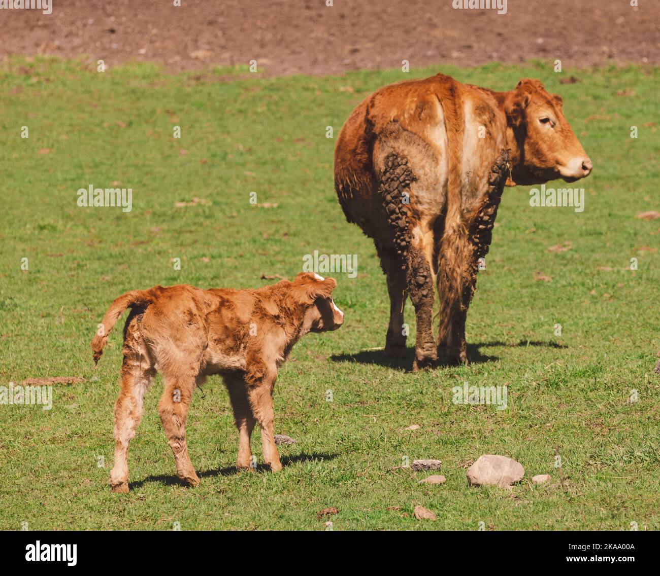 The Limousin breed cattles resting and grazing on the field Stock Photo ...