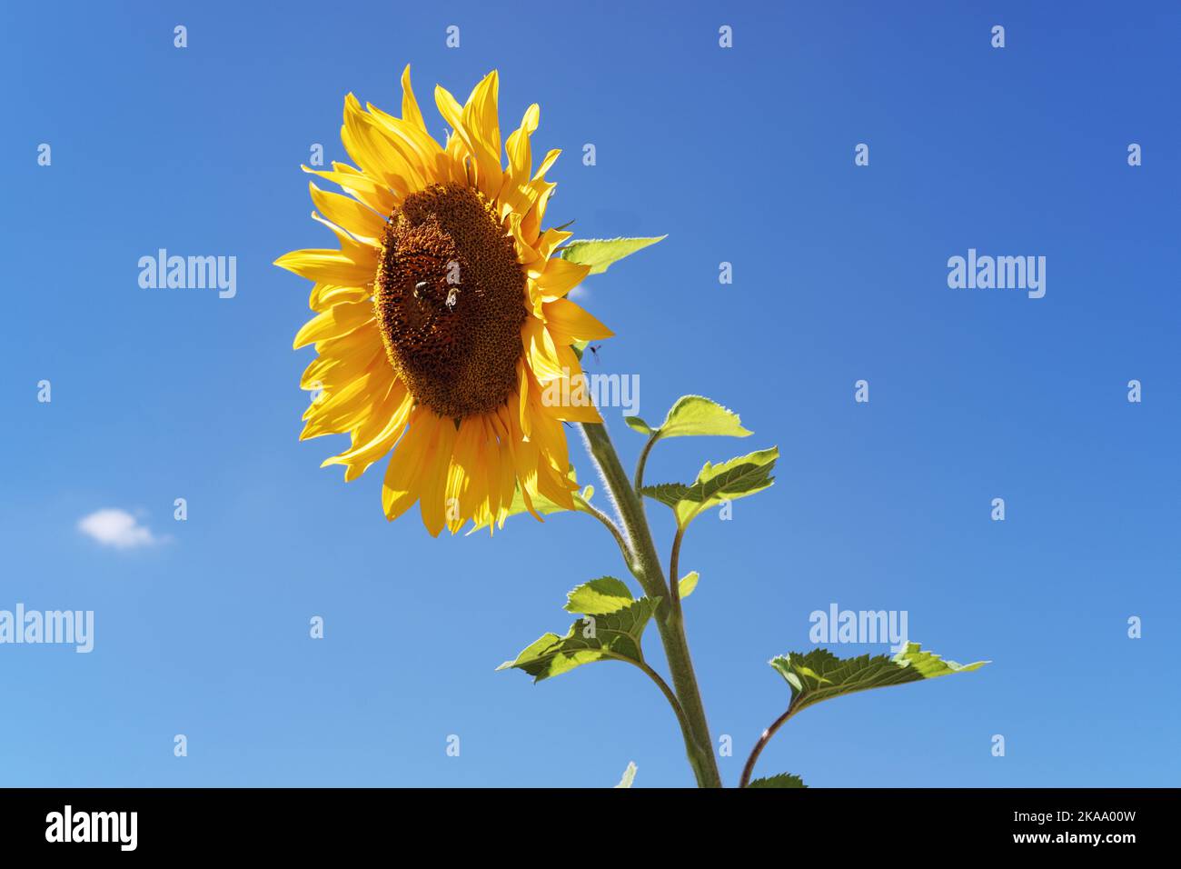 Yellow sunflower and blue sky Stock Photo Alamy