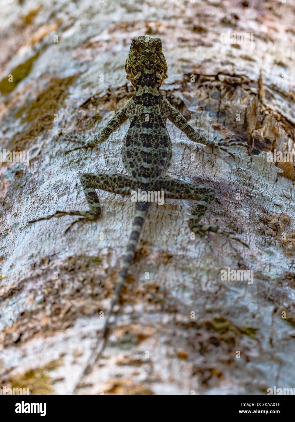 A Collared Treerunner lizard (Plica plica) on a tree. Roraima State
