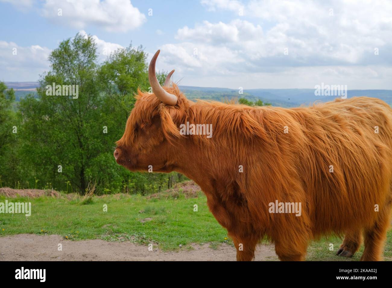 Scottish highland cattle close up of red cow with horns on the hill ...
