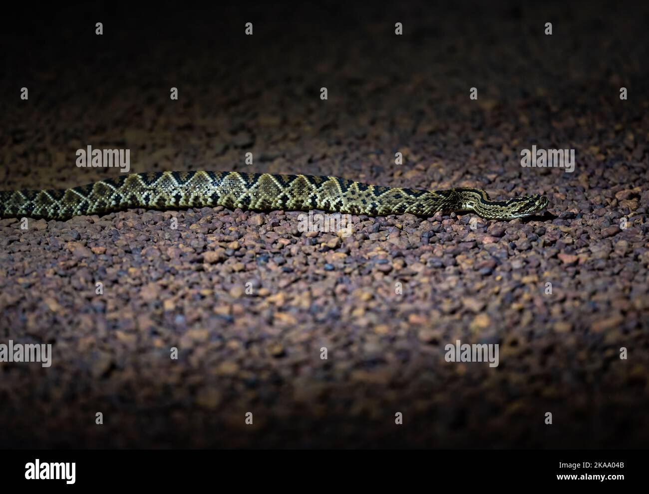 A large Roraima Rattlesnake (Crotalus durissus ssp. ruruima) on the ...