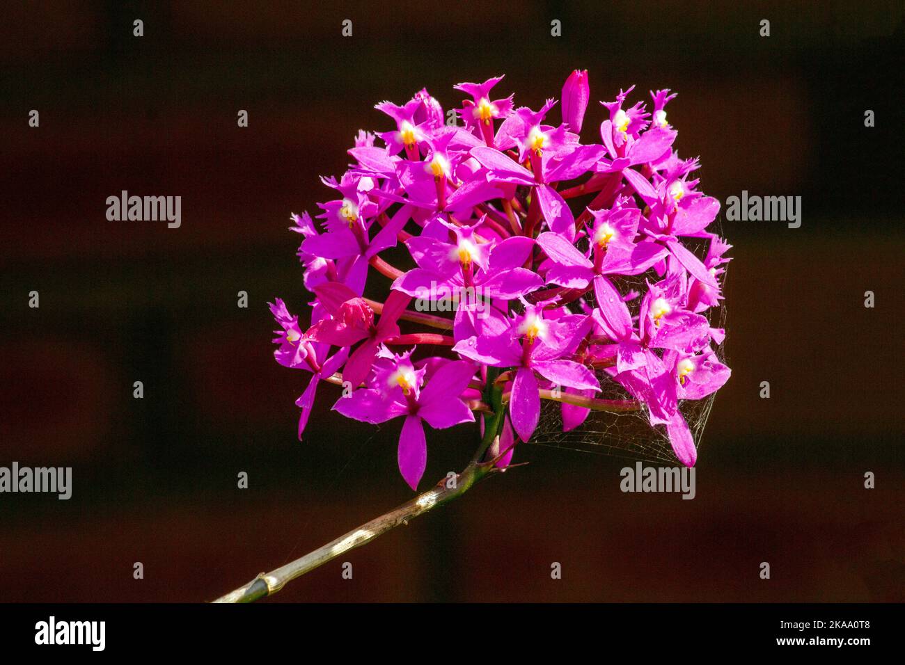Close-up of Epidendrum secundum in Sydney, NSW, Australia (Photo by Tara Chand Malhotra) Stock Photo