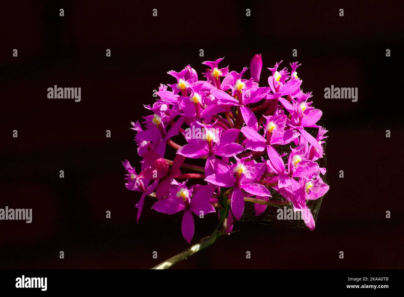 Close-up of Epidendrum secundum in Sydney, NSW, Australia (Photo by Tara Chand Malhotra) Stock Photo