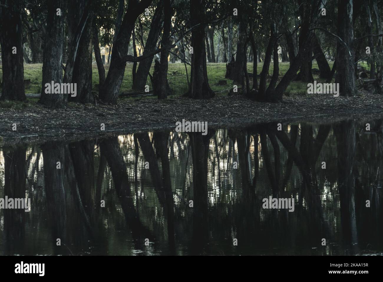 Tree trunks reflecting in a lake hi-res stock photography and images ...