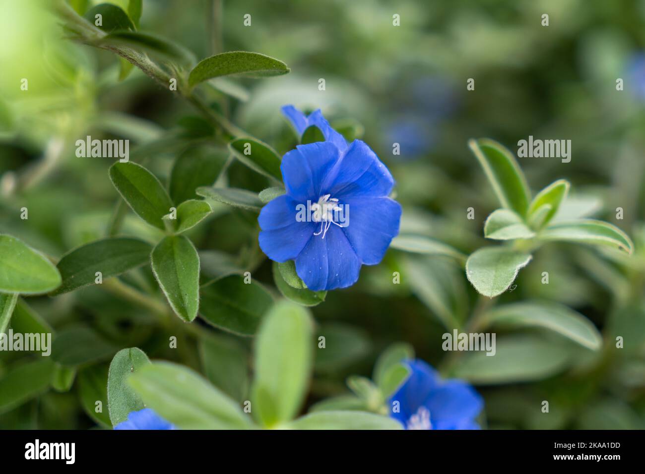 A selective focus shot of a blue dwarf morning glory flower Stock Photo