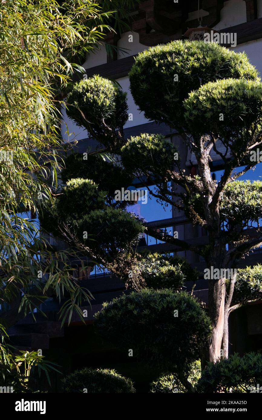 The Plant Podocarpus macrophyllus trees Stock Photo