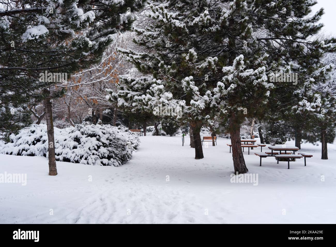 Benches under snow within pine trees in winter Stock Photo