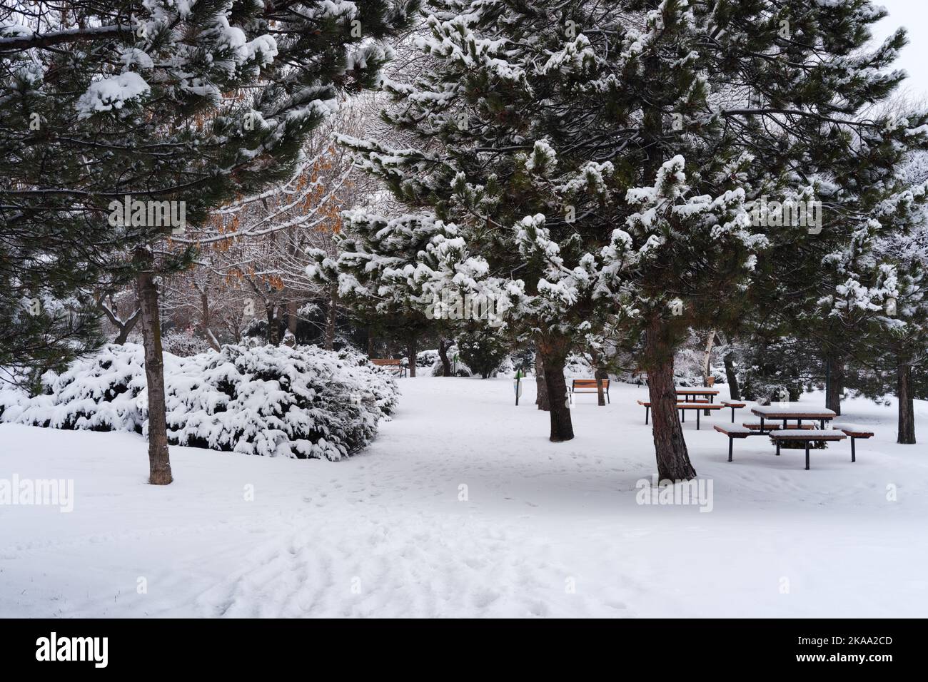 Benches under snow within pine trees in winter Stock Photo