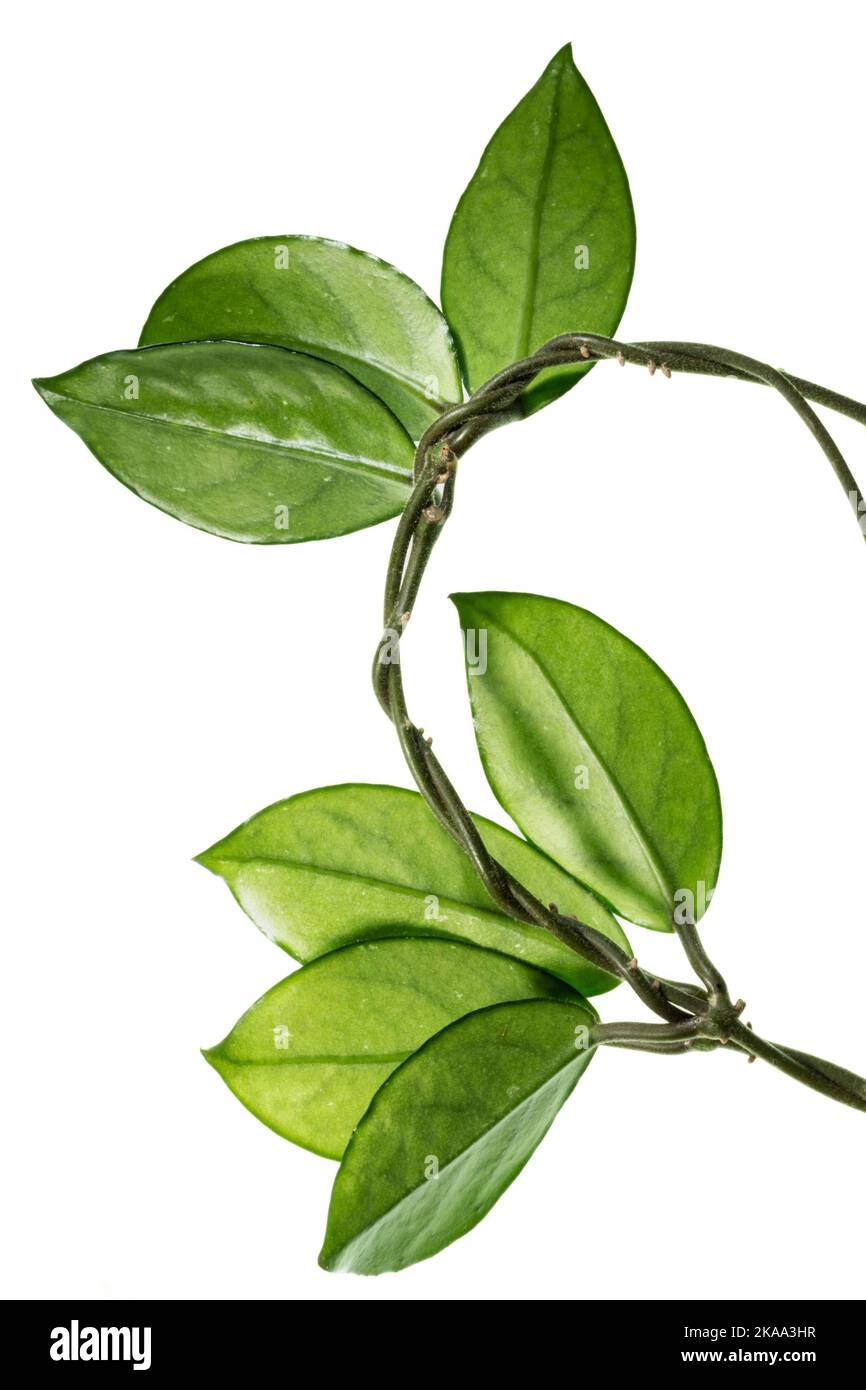 Leaves of Hoya Carnosa or Waxplant Stock Photo Alamy