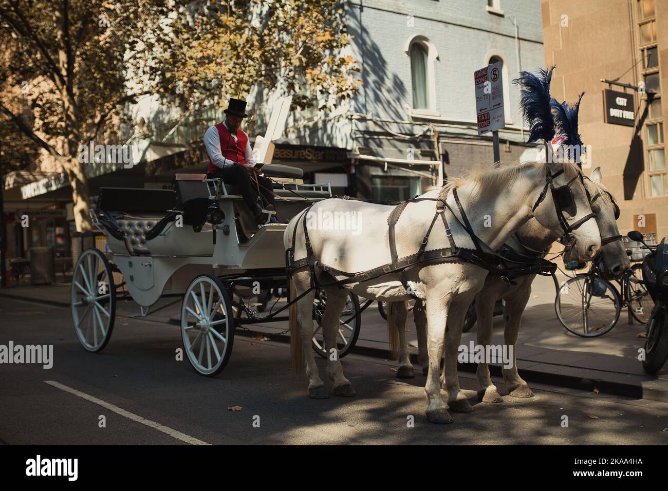 A selective of white horses pulling a carriage on the city streets Stock Photo