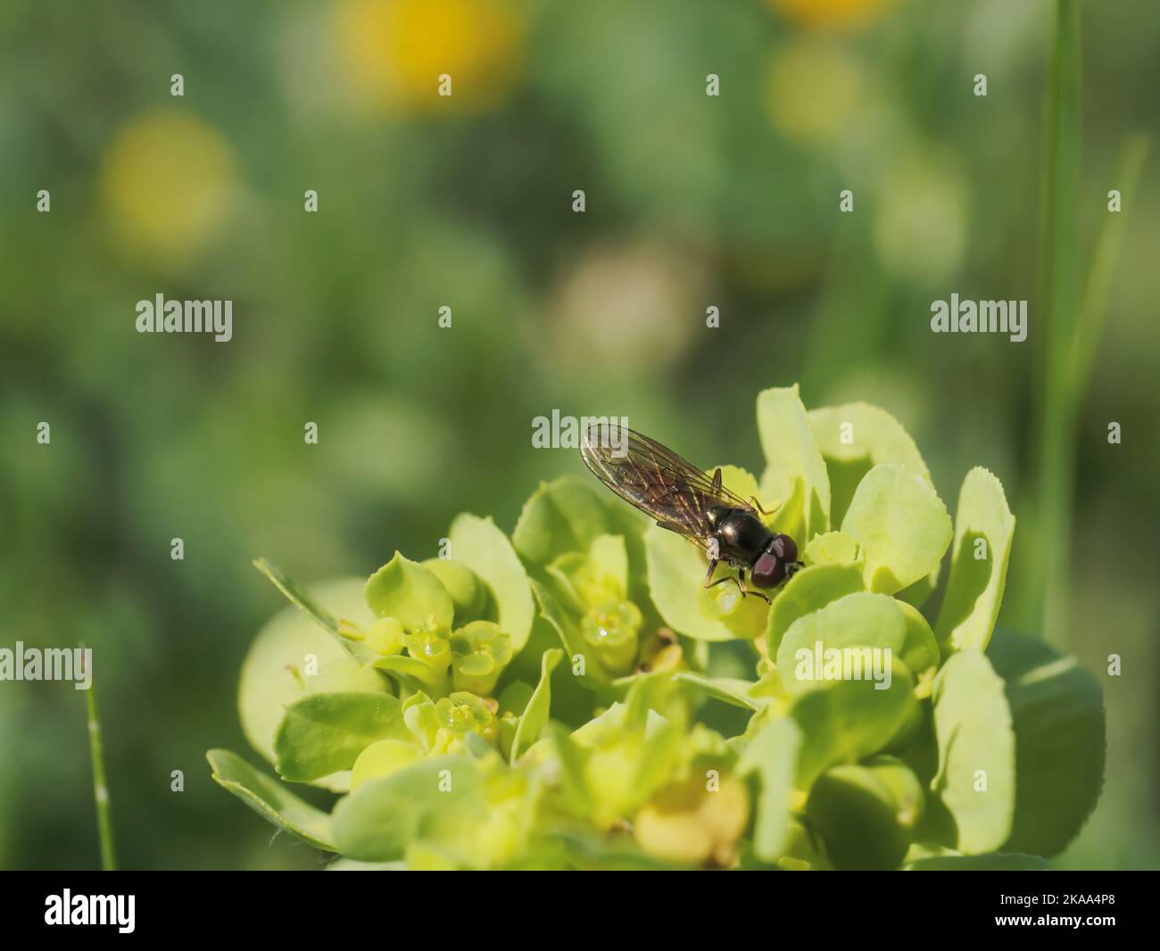 A macro shot of a Hoverfly standing on yellow flowers on blurred background Stock Photo