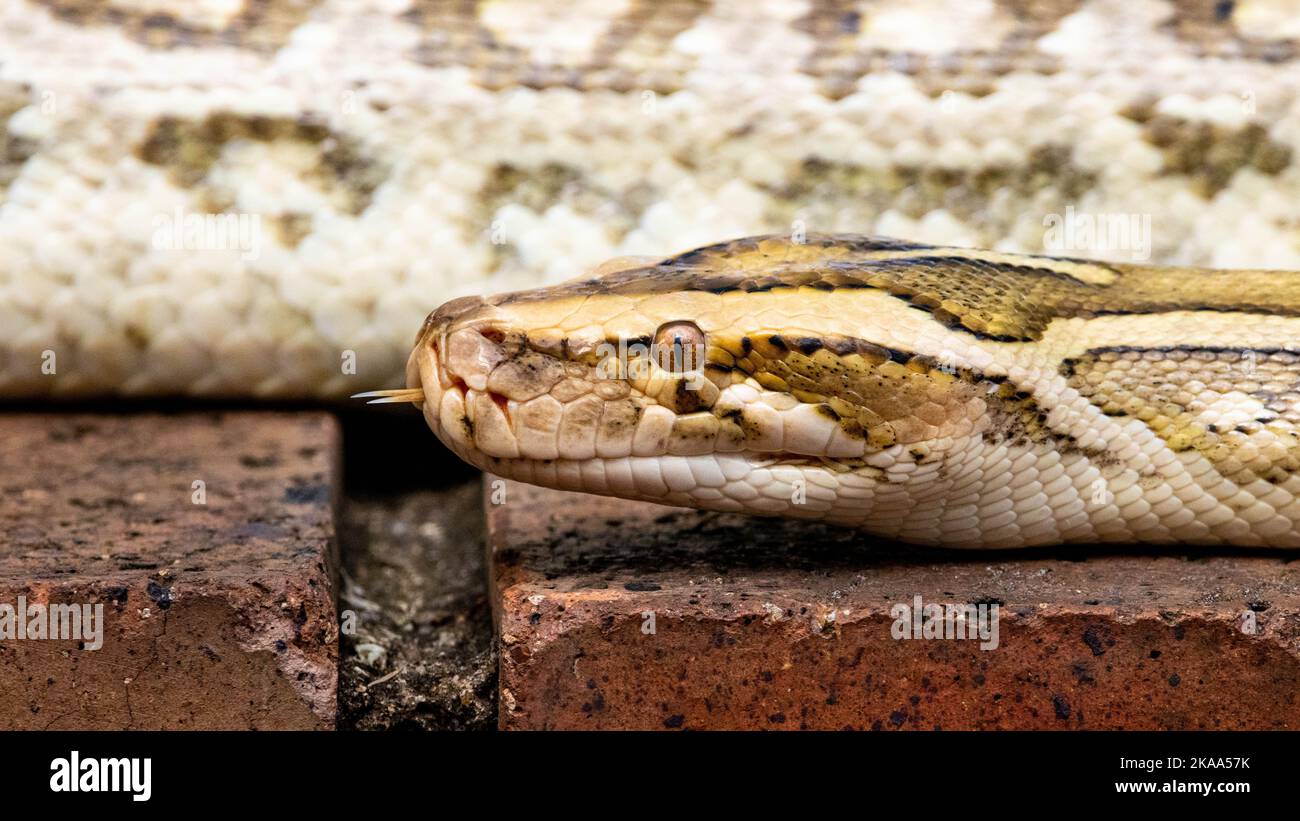 The Burmese python is typically 5 m (16 ft.) long and weighs up to 90 ...