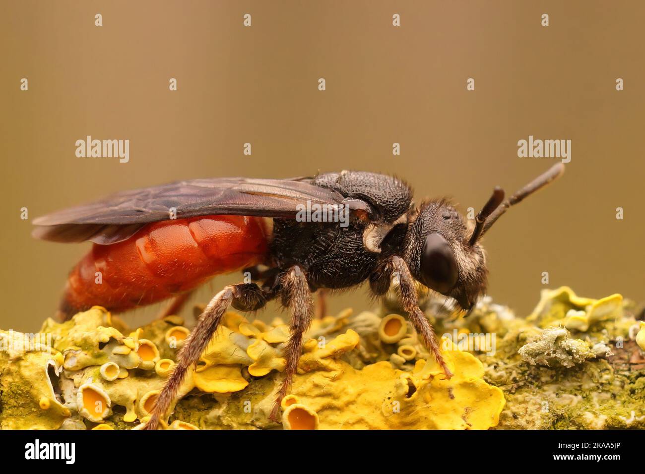 Giant blood bee hi-res stock photography and images - Alamy