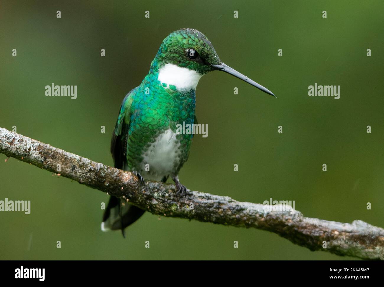 Birds Of Brazil Stock Photo