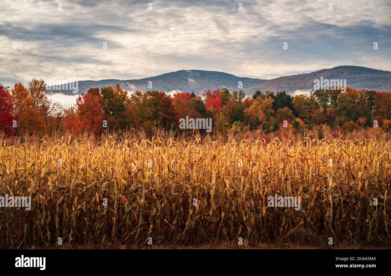 Layers of trees in many autumn colors behind corn in cornfield in Vermont in the fall Stock Photo