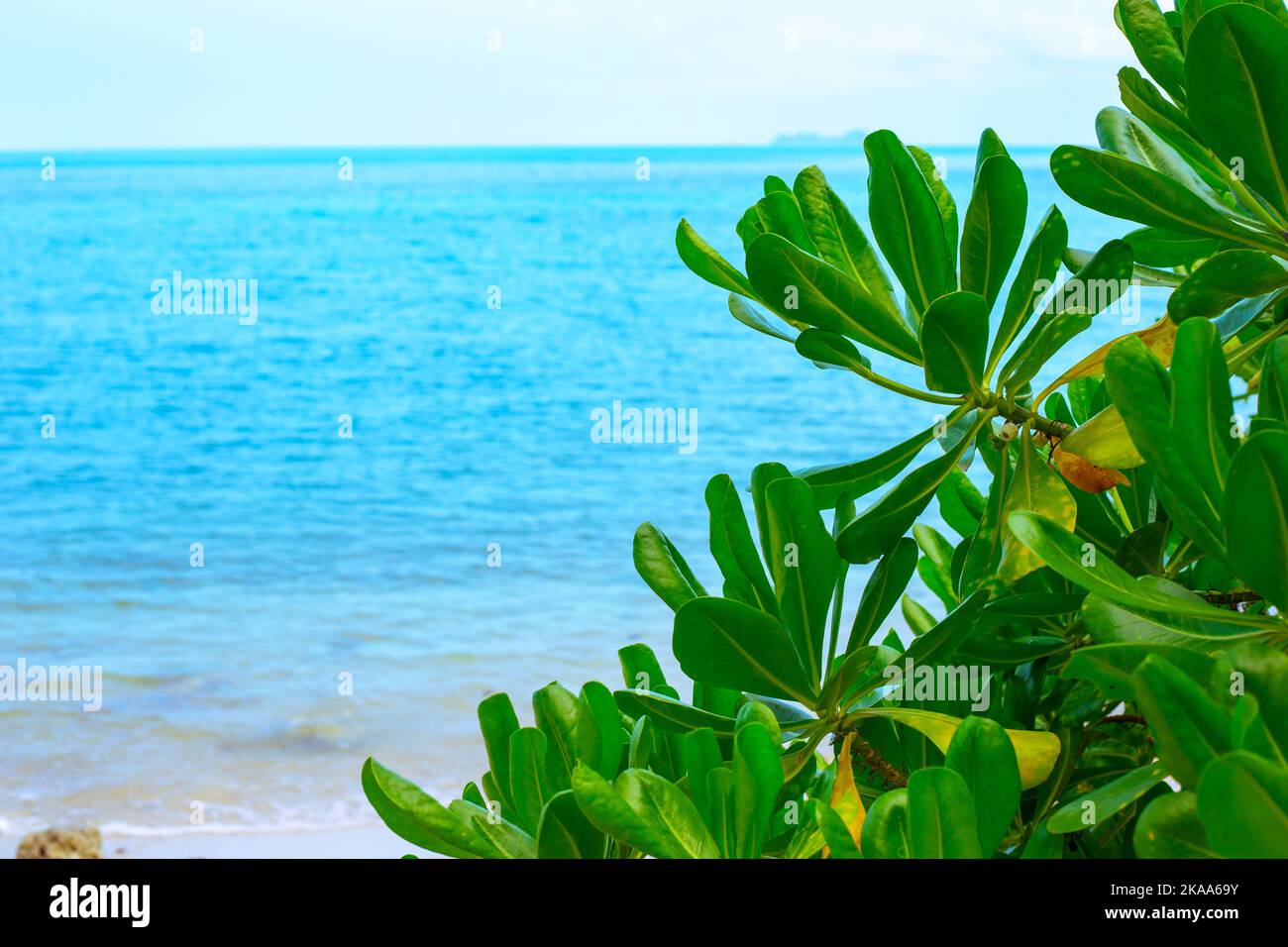 Blue sea and tropical green trees, copy space. Seascape. Stock Photo