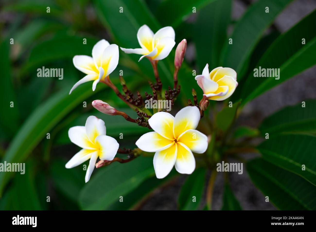 Beautiful white frangipani flowers on a dark background of green foliage. Tropical plants and flowers, selective focus. Stock Photo