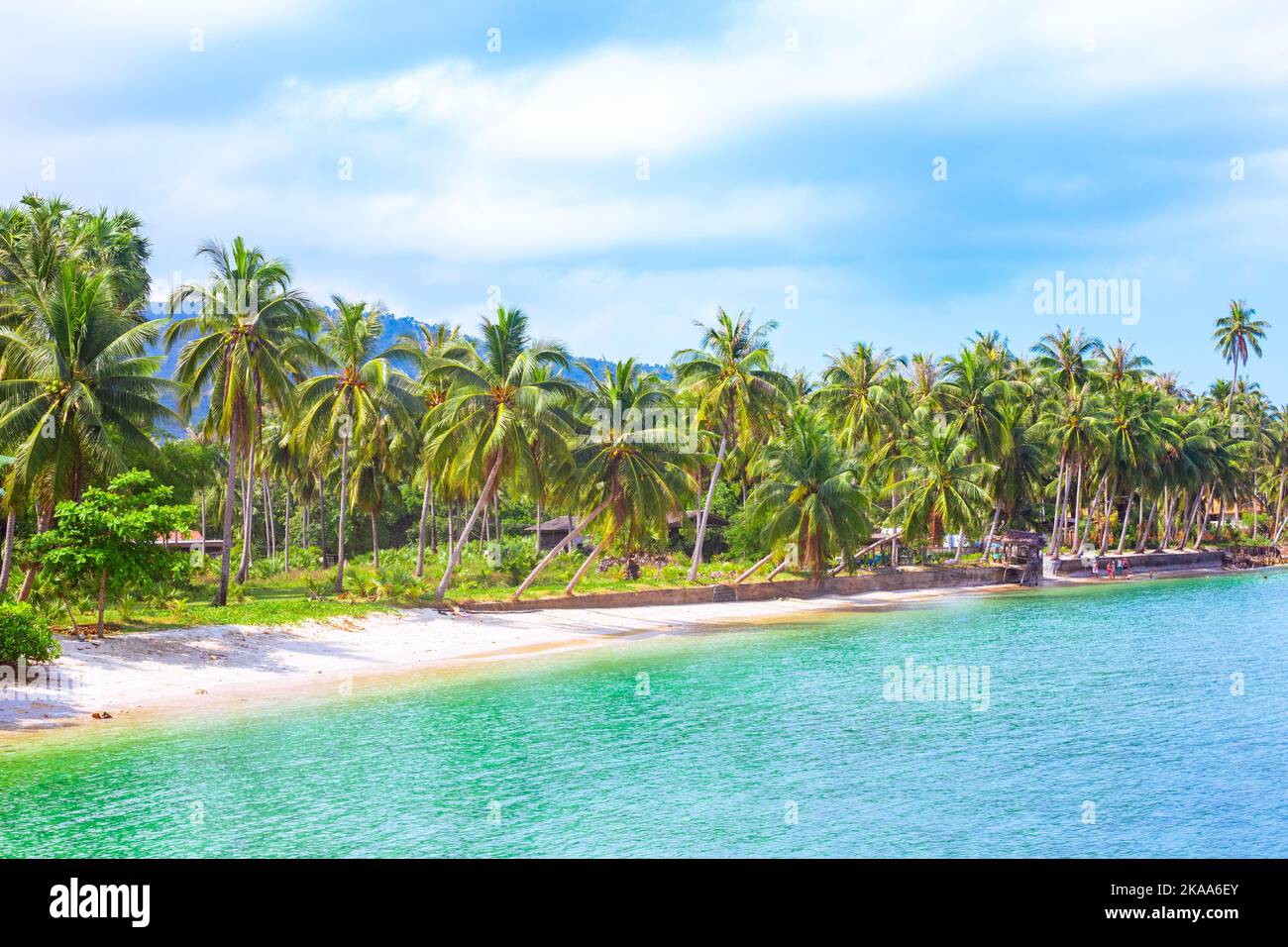 Sea tropical landscape. Coastline with a row of growing palm trees. Stock Photo