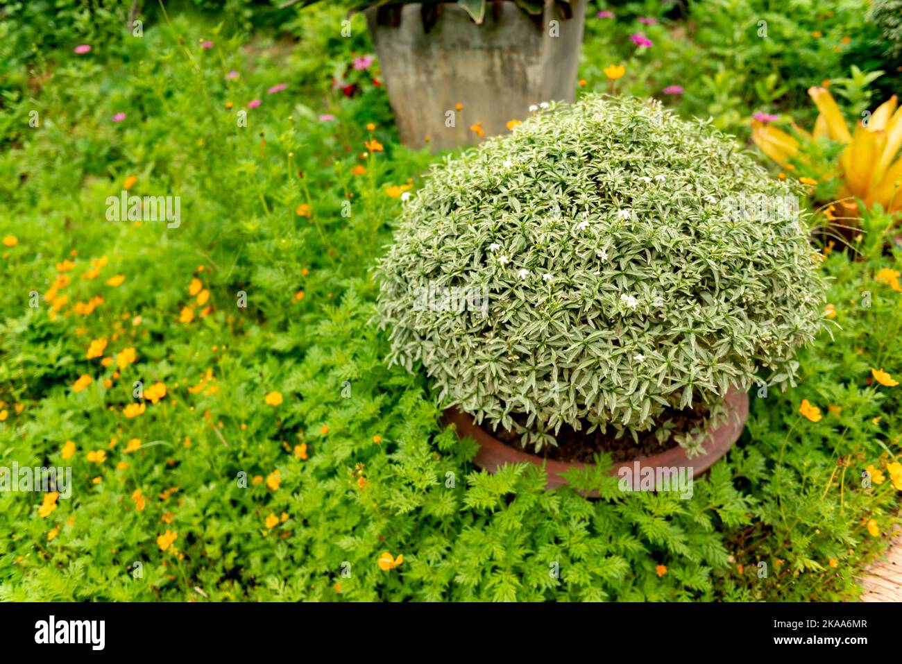 A Sedum (carpet) lineare plant in flowerpot in a park surrounded by flourishing plants Stock Photo