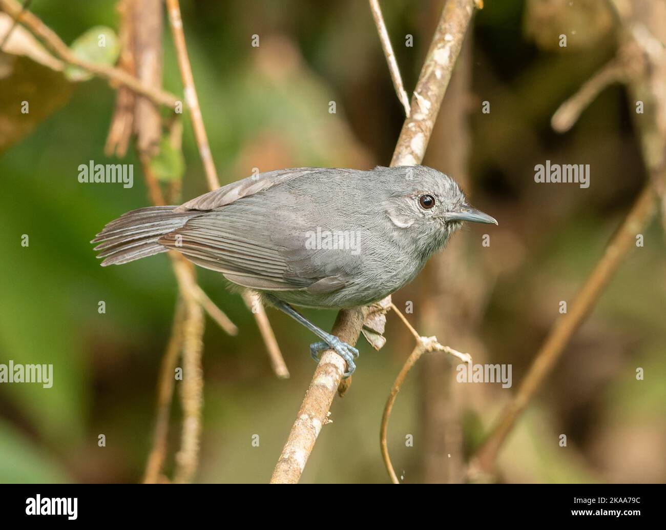 Birds Of Brazil Stock Photo