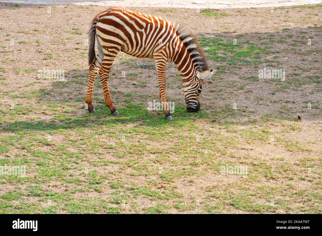 Baby Zebra Eating Grass from the ground outdoor Stock Photo Alamy