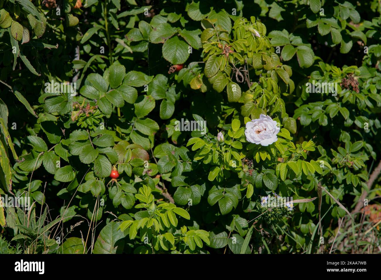 USA, Maine, Portland, Peaks Island, beach roses, wild roses, rose hips, pips, fruit, Stock Photo