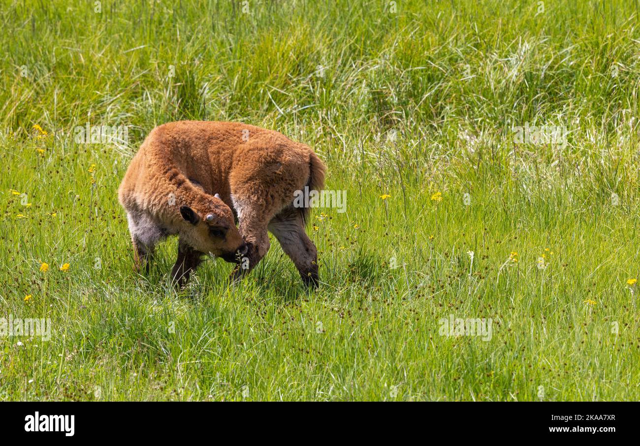 Bison Calf in Yellowstone National Park in summer Stock Photo - Alamy