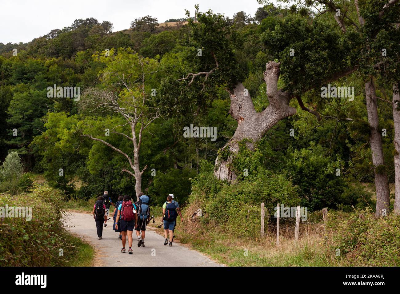 Group of Pilgrims walking on the path of Way of St James, The french