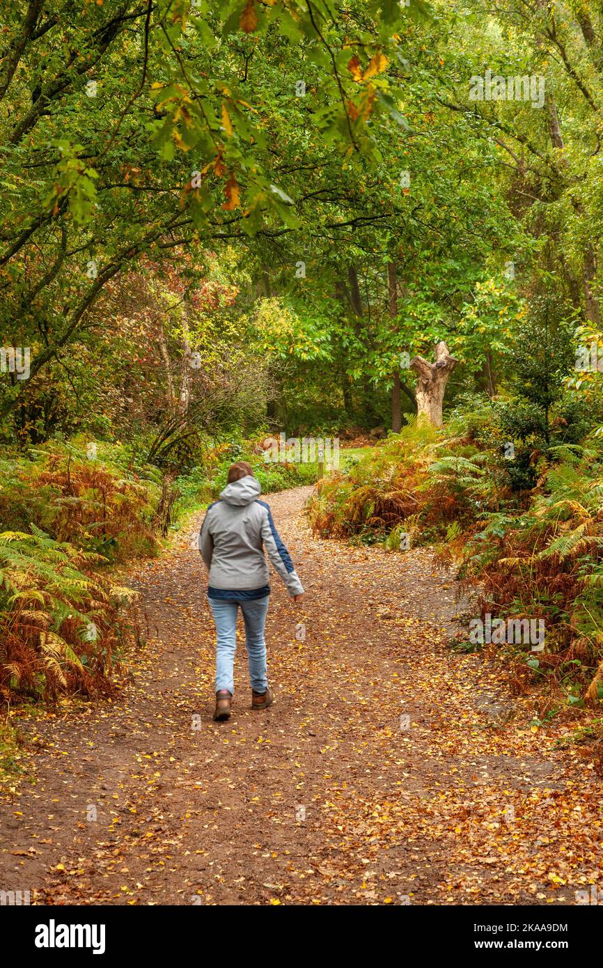 Person walking through fallen leaves in the Autumn on Kinver Edge Staffordshire England Stock Photo