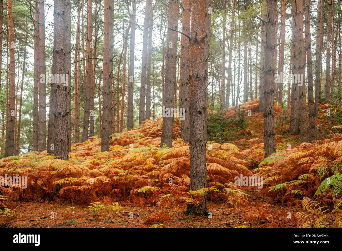 Autumnal coloured bracken  in the conifer  woodlands on Kinver Edge Staffordshire  England Stock Photo